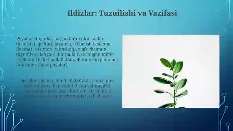 Oʻsimlik organlarini taqqoslash 4