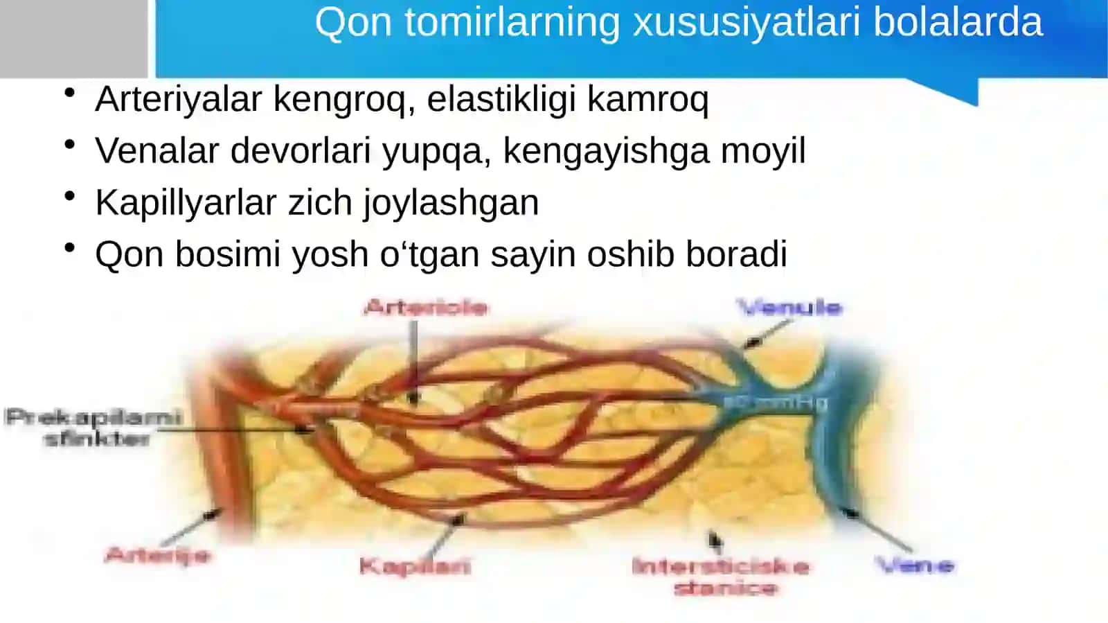 Bolalarda yurak-qon tomir tizimining anatomo-fiziologik xususiyatlari 4