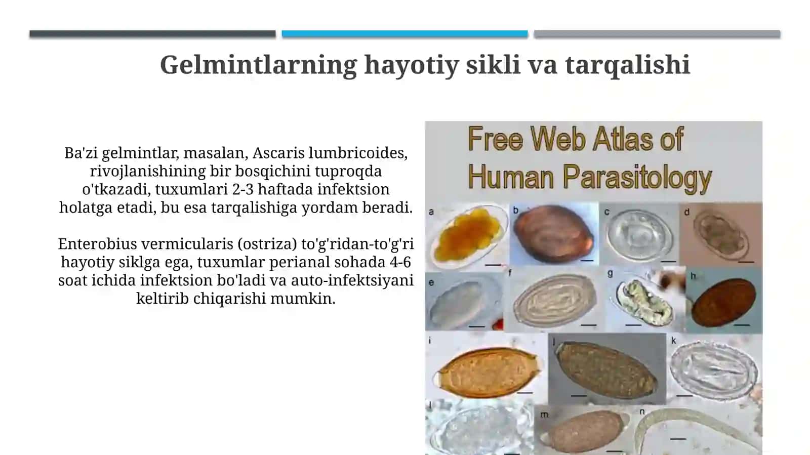 tibbiy gelmintalogiya 4