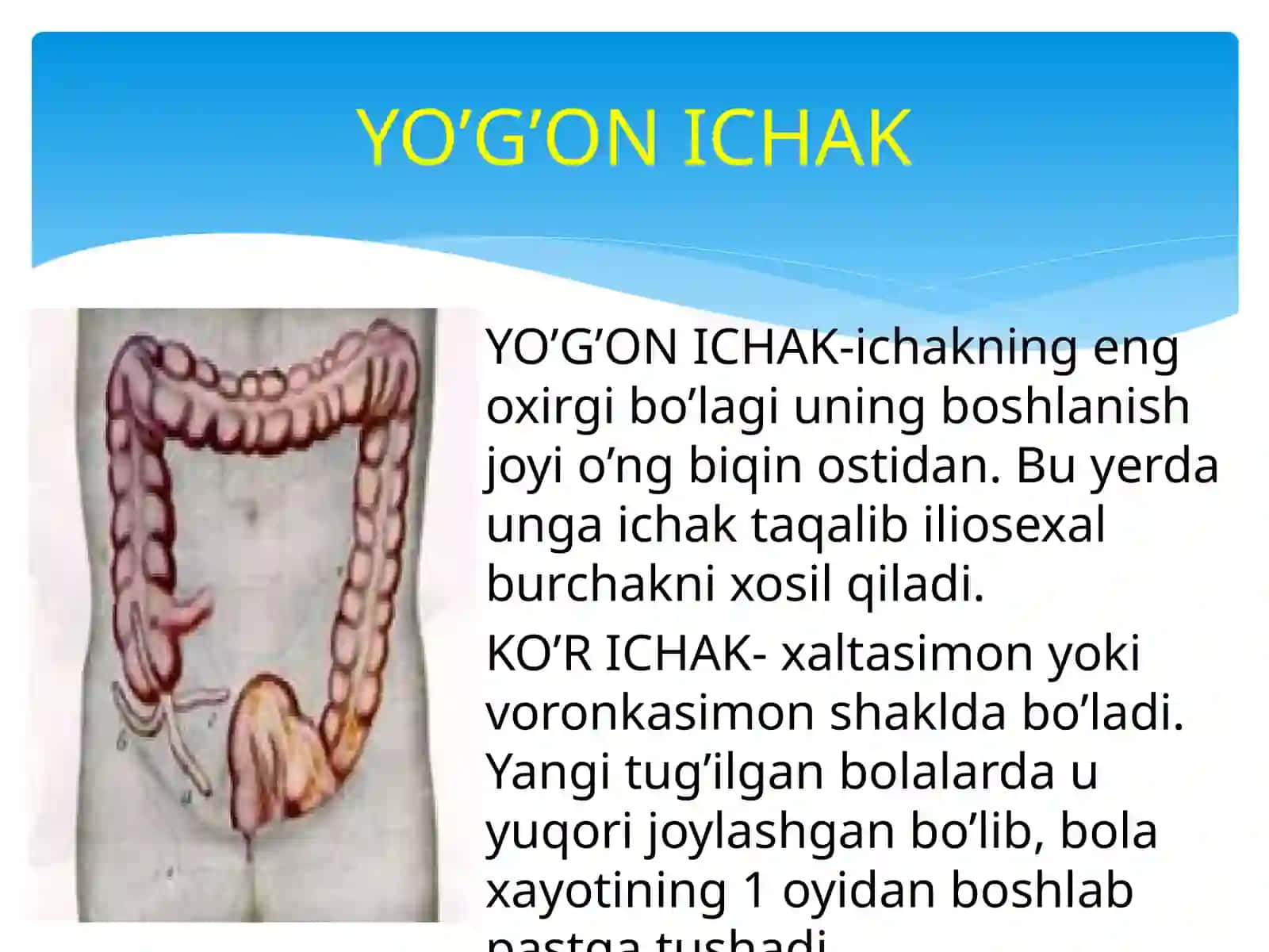 12 Barmoqli Ichak 4
