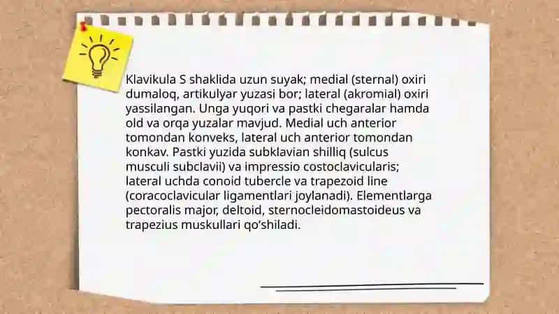 Yelka kamari va qo‘l erkin qismi suyaklari 4