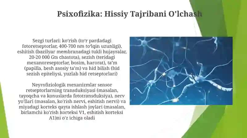 Sezgi haqida tushuncha va uning nerv-fiziologik asosi 4