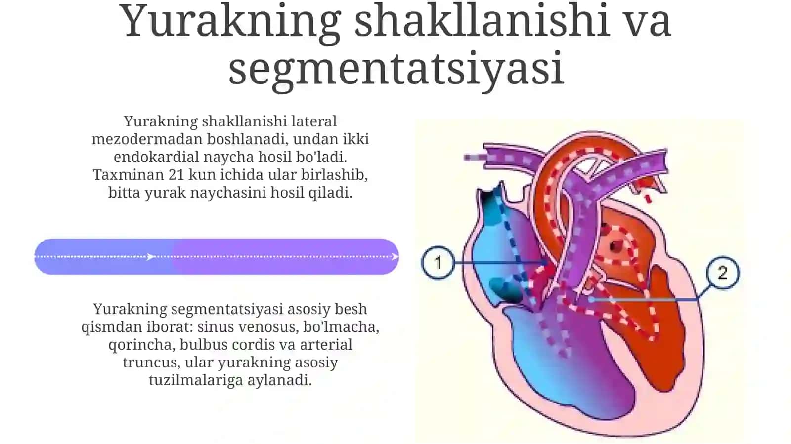 Kardiovaskulyar embriologiya 4