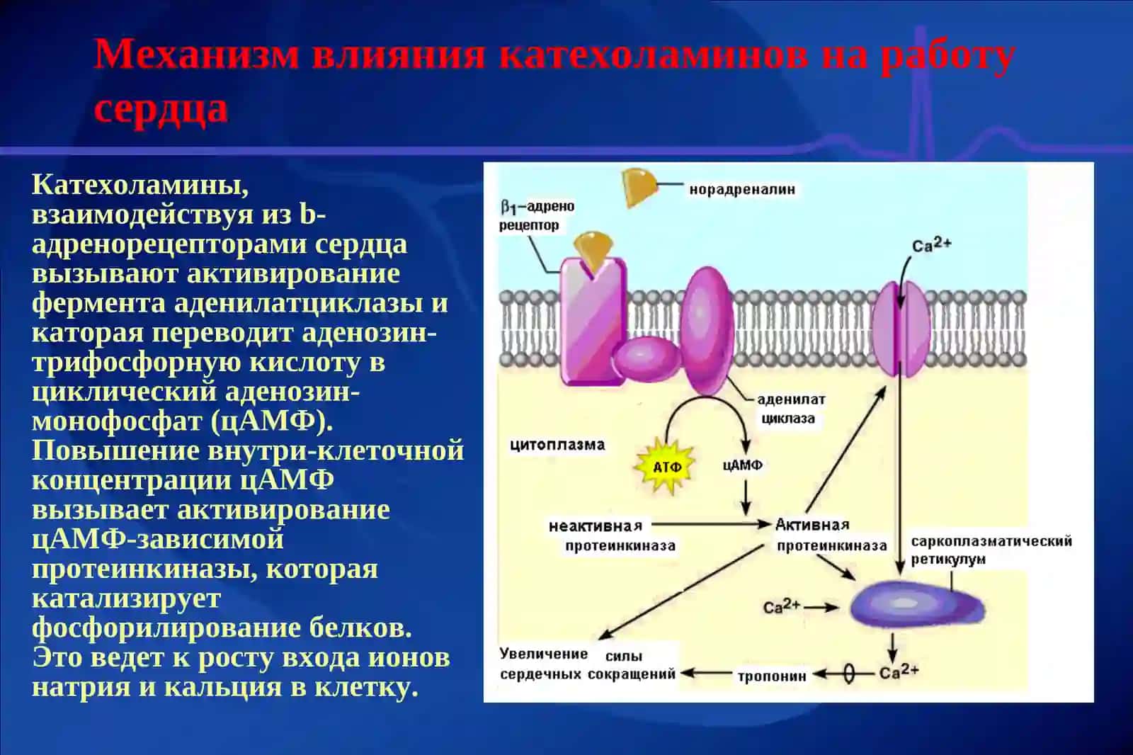 РЕГУЛЯЦИЯ ДЕЯТЕЛЬНОСТИ СЕРДЦА 4