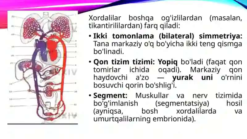Xordalilarning muhim belgilari va ularning biologik ahamiyati. 4