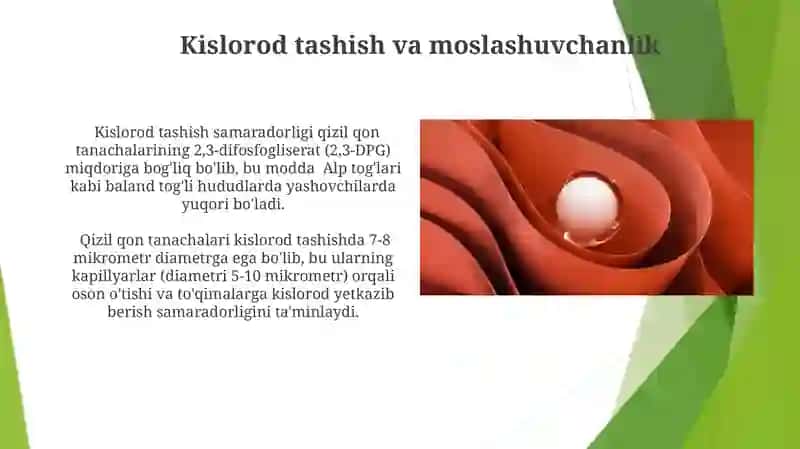 Qizil qon tanachalarining adaptativ xususiyati 4