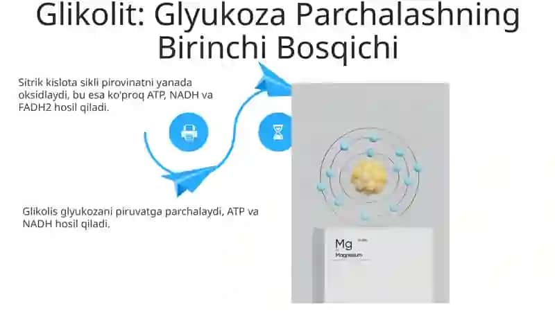 Energiya almashinuvi bosqıchlari 4