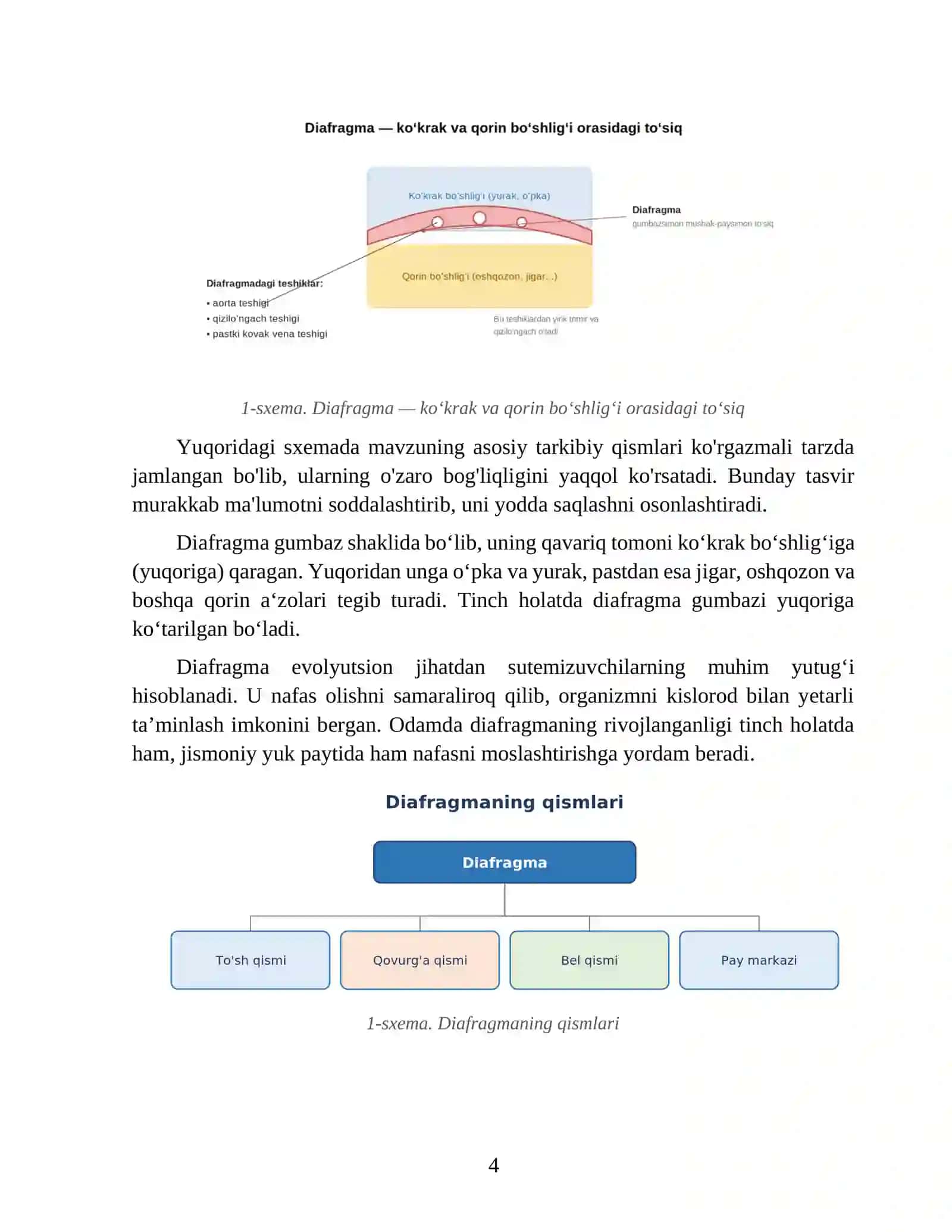 Diafragma va uning ahamiyati 4