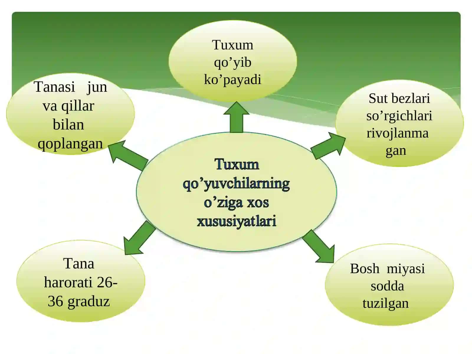 Sutemizuvchilarning xilma-xilligi: tuxum qo’yuvchilar, xaltalilar, yo’ldoshlilar 4