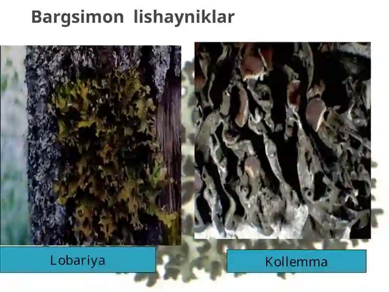 LISHAYNIKLARNING FOYDALI XUSUSIYATI VA AHAMIYATI 4