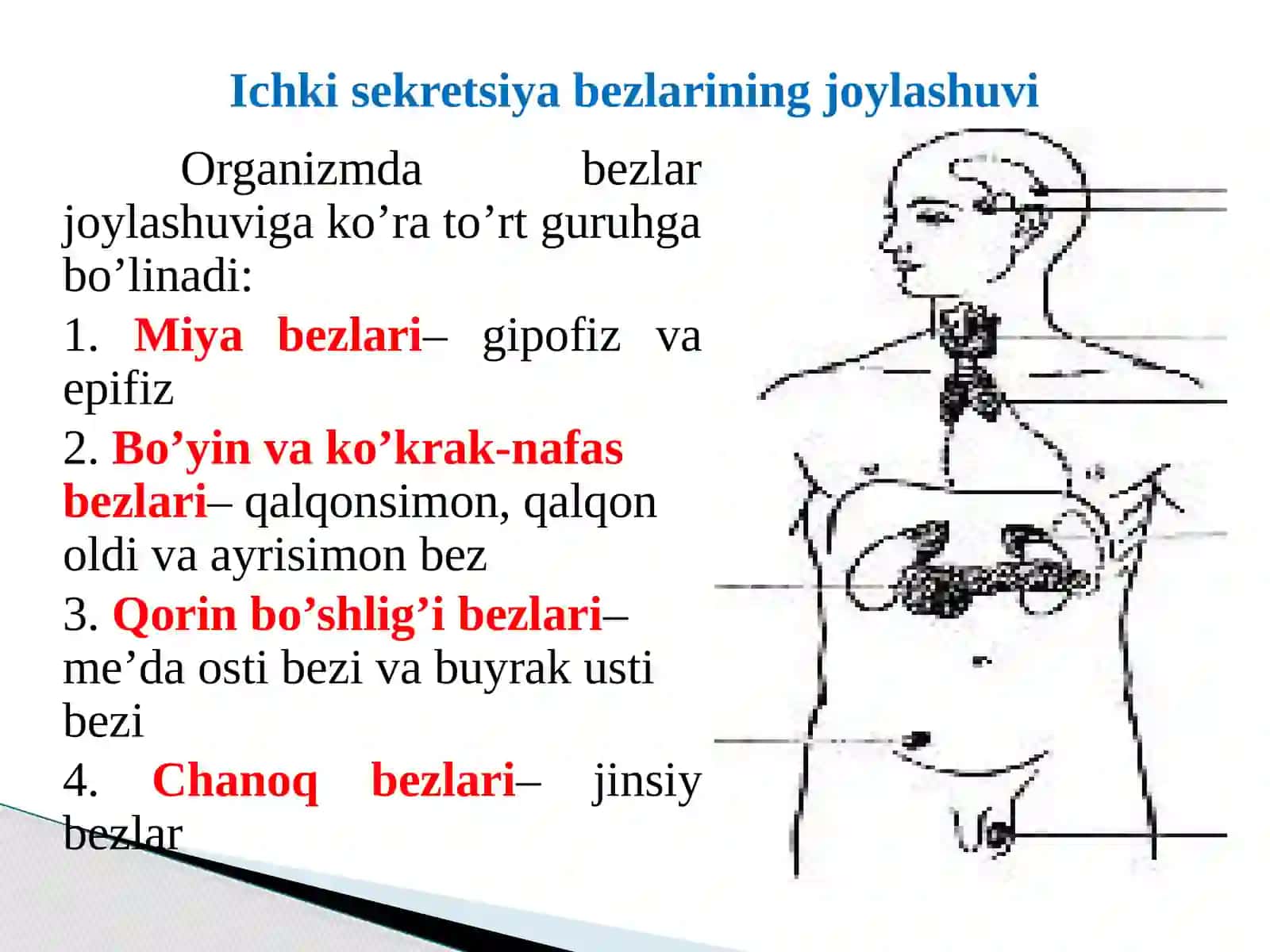 ISHKI SEKRETSIYA BEZLARINING TUZILISHI, FUNKSIYALARI VA YOSHGA BOG’LIQ XUSUSIYATLARI 4