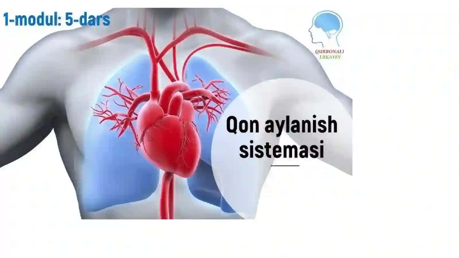Yurak va qon tomirtizimi 4