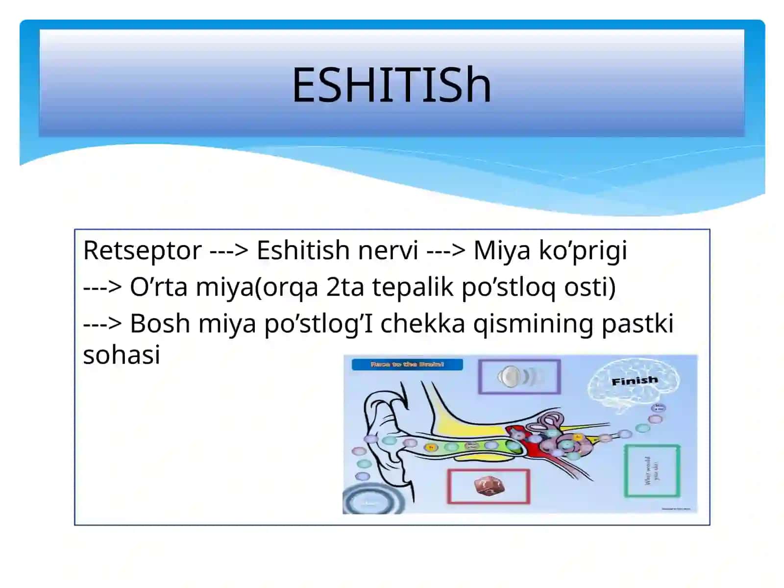 SEZGI ORGANLARI ANALIZATORLAR 4