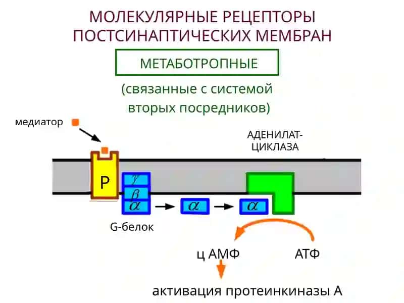 НЕЙРОМЕДИАТОРЫ 4