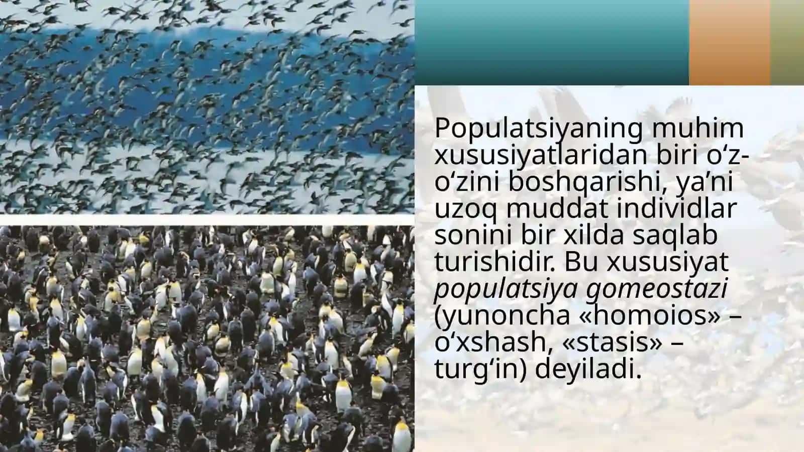 Populatsion strukturasining tushunchalari 4