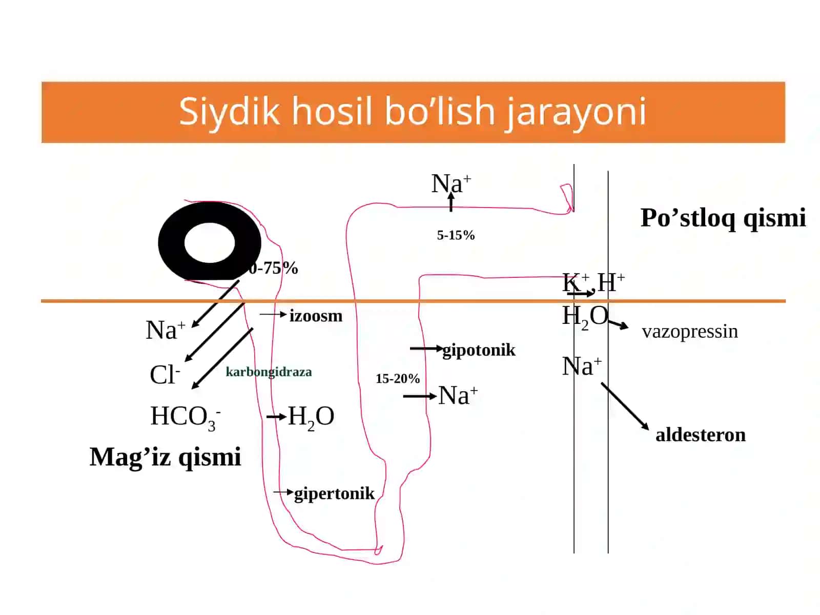 SIYDIK XАYDOVChI MODDАLАR(DIURETIKLАR) 4