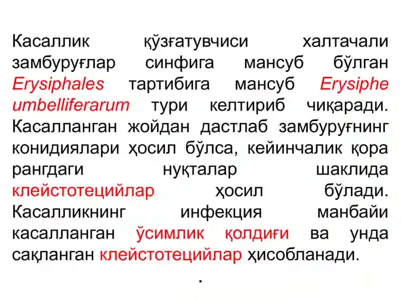 Кўкатлар касалликлари 4