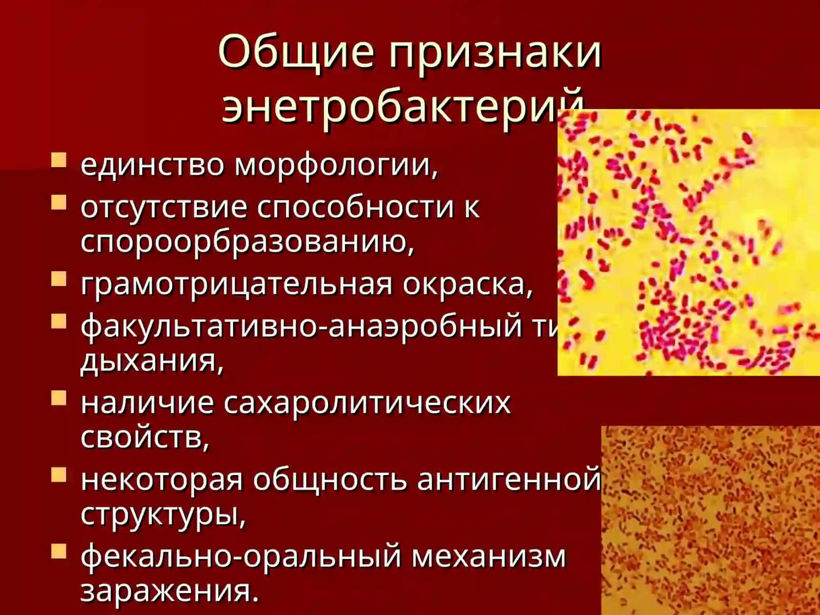 Возбудители бактериальных кишечных инфекций 4