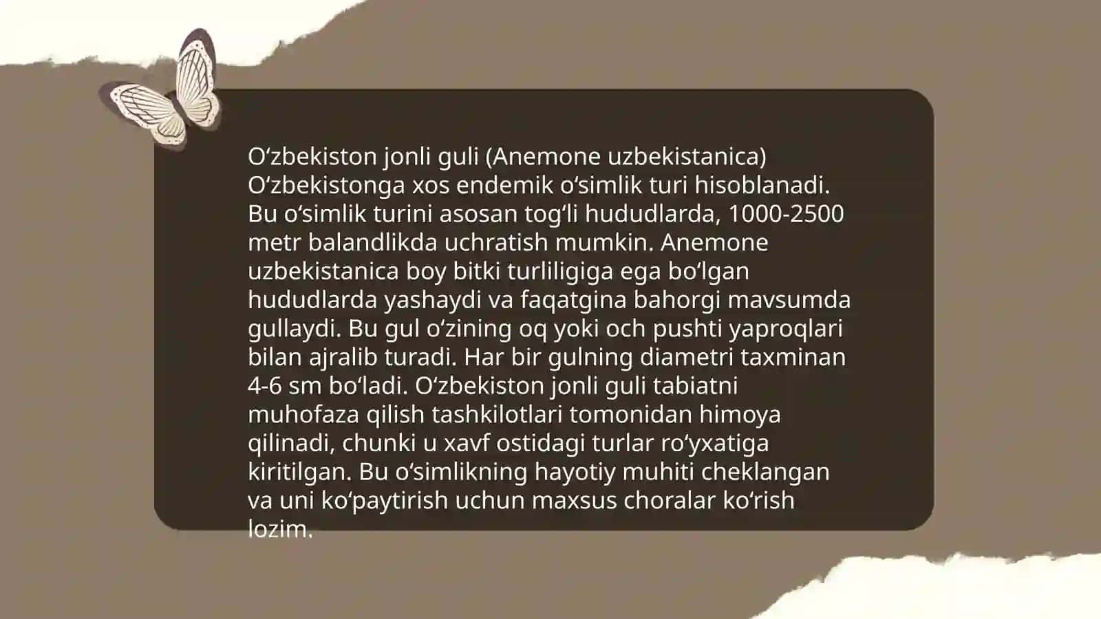 Qiziltepalik qizil gul (Tulipa uzbekistanica) 4
