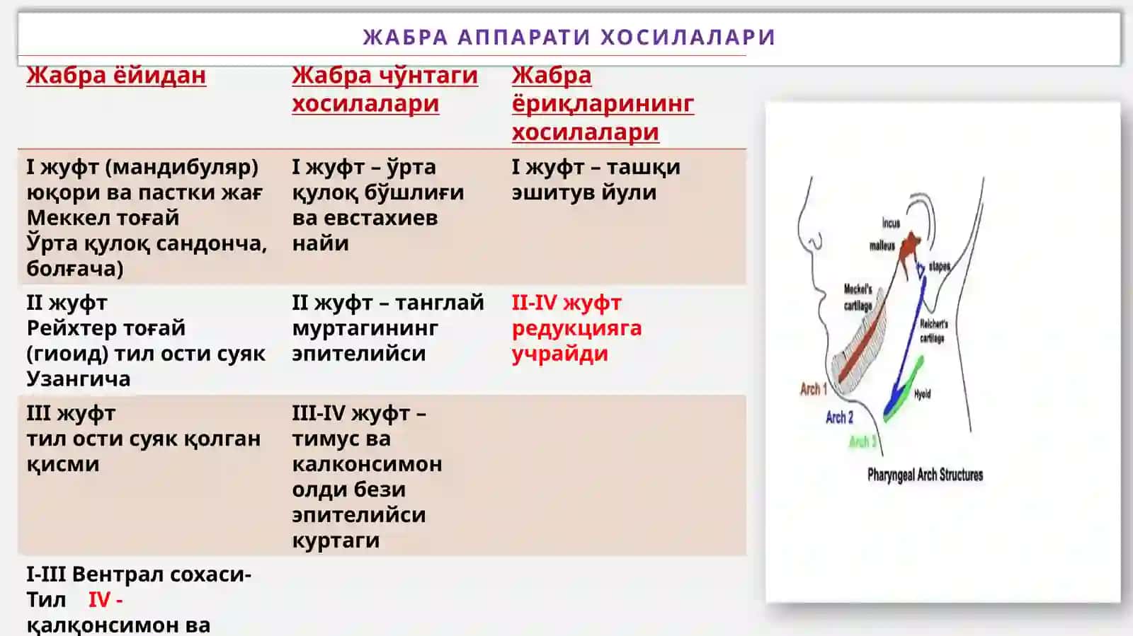 Хазмтизими:Юз-жағ ва оғиз бўшлиғи тараққиёти ва тузилиши 4