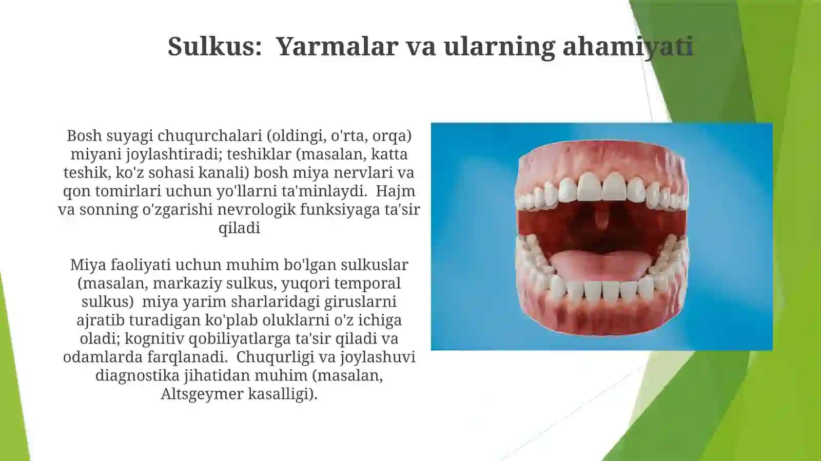Kallasuyaklariasosi.Boʻshliqlar.Chuqurlar.Kanallar 4