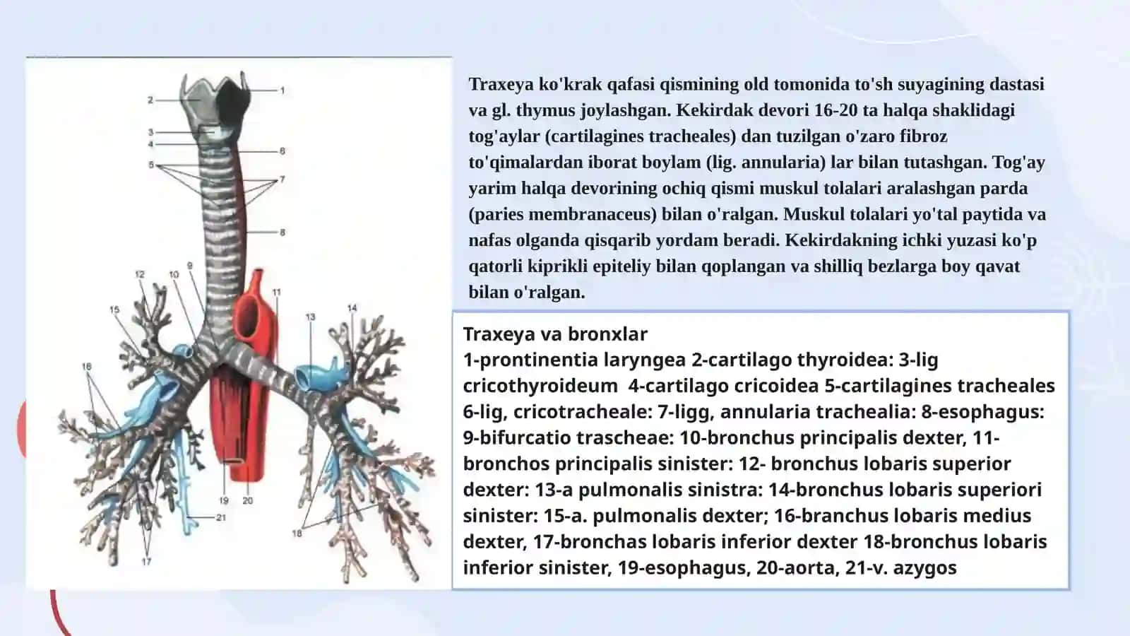 Kekirdak, Bronxlar, O’pka, Plevra, Ko’ks oralig’i 4