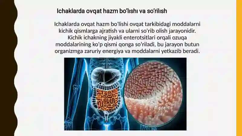 Ovqathazm bo'lishi 4