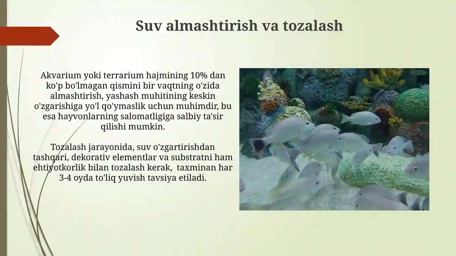 Akvariumda va terrariumda yashovchilarni parvarishlashning shart sharoitini órganish 4
