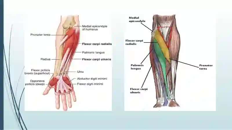 Kaftning uzun muskuli (m. palmaris longus) 4