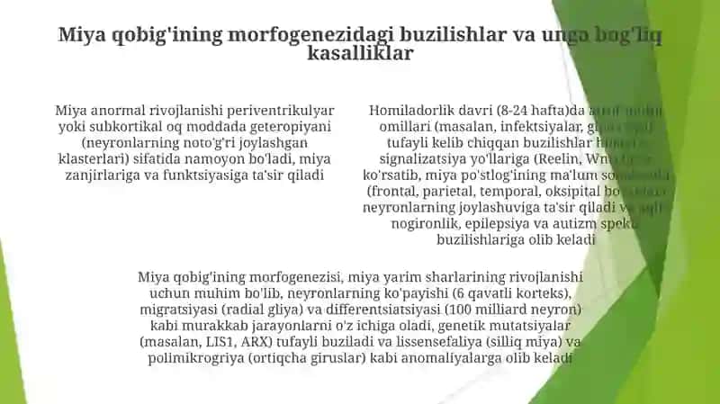 Bosh miya yarimsharlari po'stlog'ining morfogenezi 4