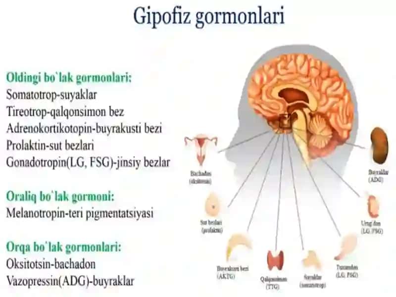 Yoshlar fiziologiyasi va gigiyenasi 4