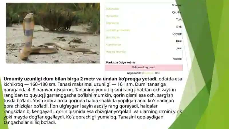 Zoologiya fanidan kurs ishi 4