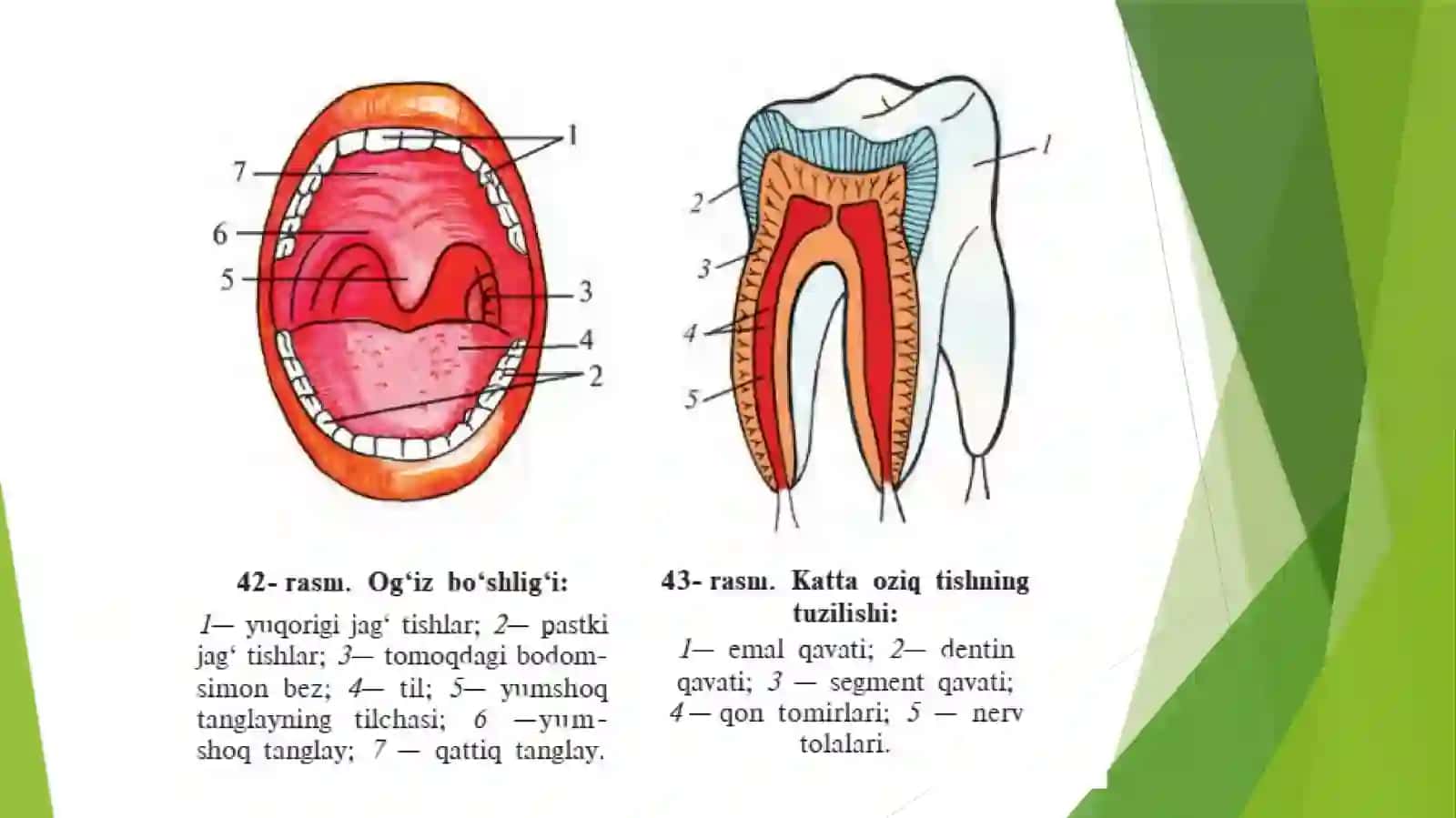Ovqat hazm qilish organlarining tuzilishi va vazifasi 4