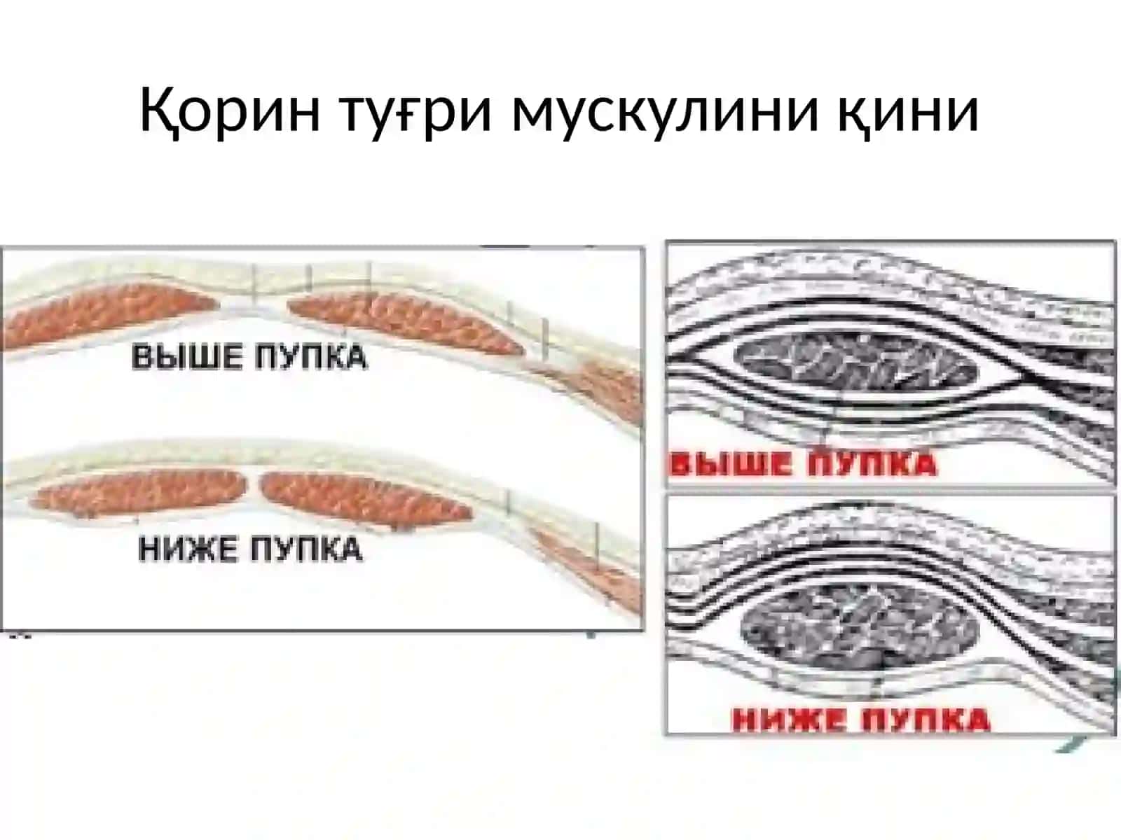 Қорин олд ён девори топографияси 4
