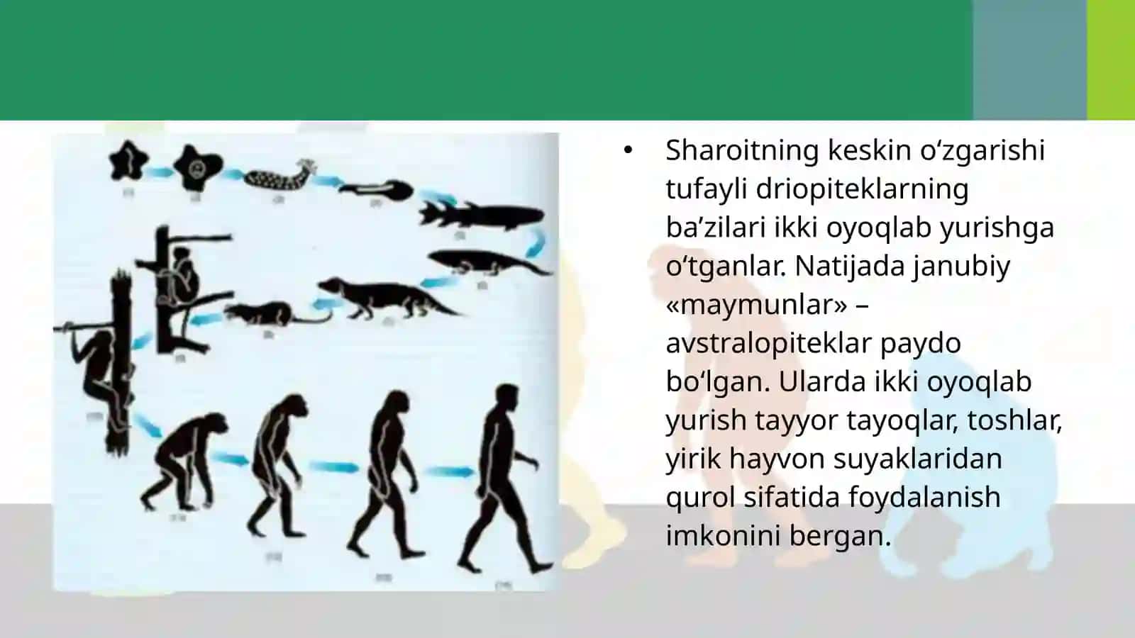 ODAM EVOLUTSIYASINING ASOSIY BOSQICHLARI 4