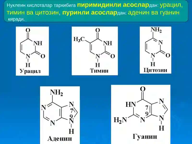 Нуклеин кислоталар тузилиши ва аҳамияти 4