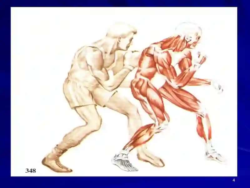 Мушаклар физиологияси 4