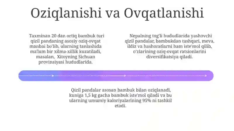 Qizil panda 4