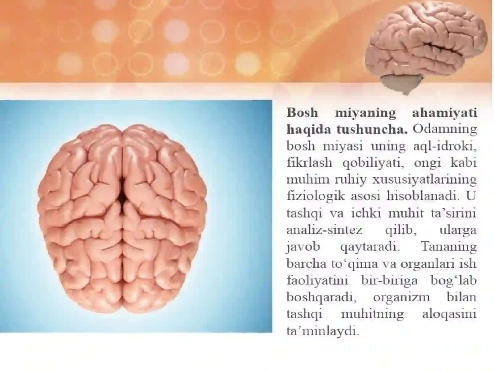 Odaman atomiyasiva fiziologiyasifanidantayyorlagan mustaqil ishi 4