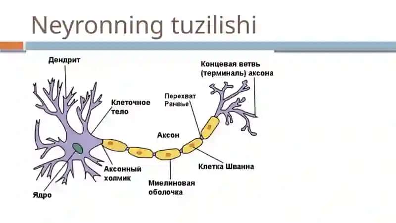 Markaziy nerv tizimi umumiy anatomiyasi 4