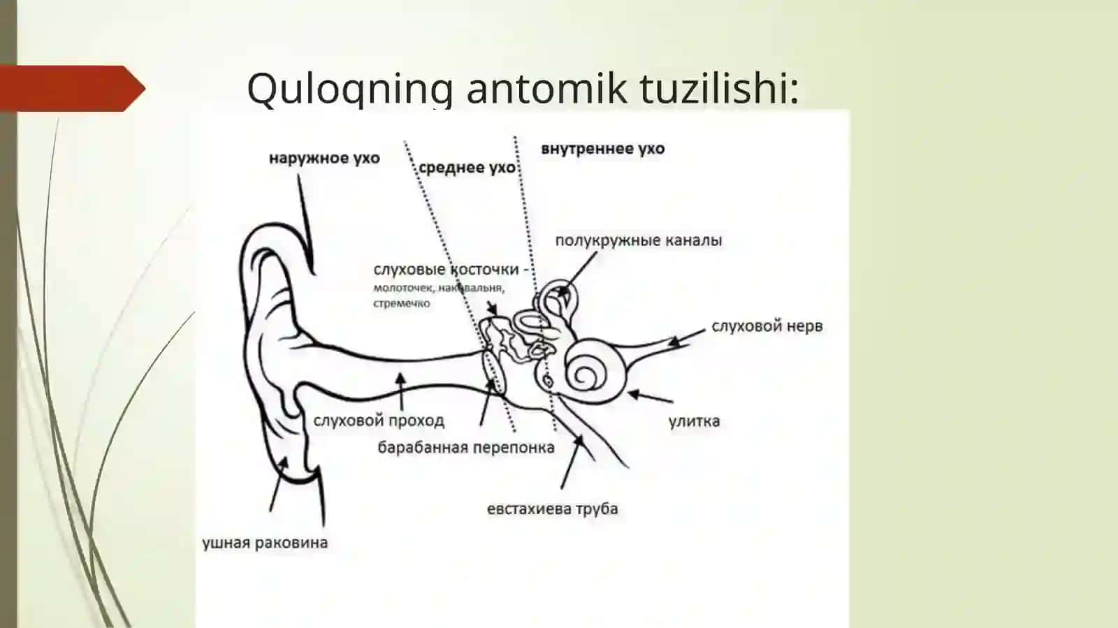 Tashqi quloq kasalliklari: tashqi quloq jarohatlarining belgilari, tekshirish usullari va davolash. 4