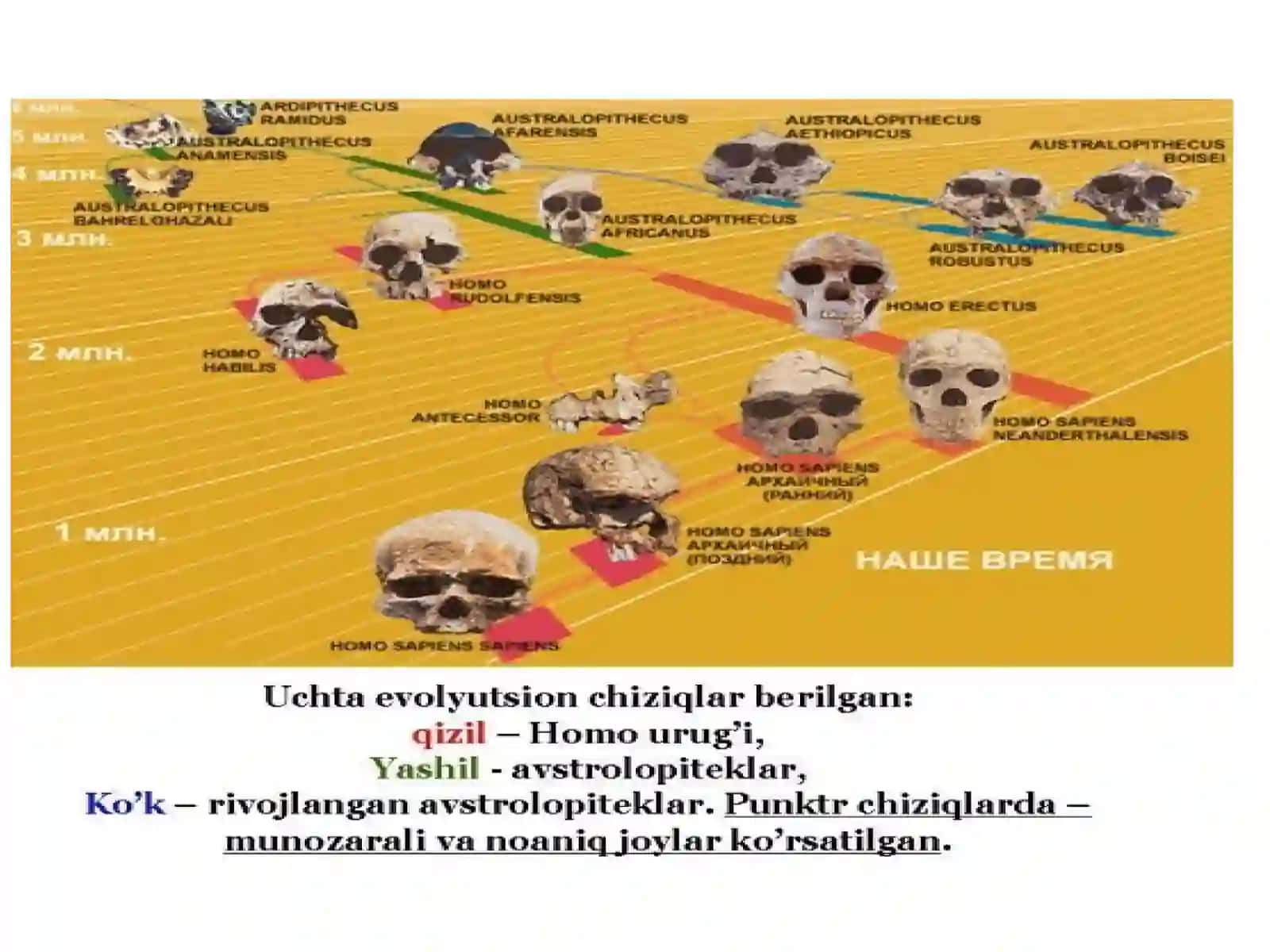 ALLAYOROVA SARVINOZNING OʻRTA OSIYO ARXEOLOGIYASI FANIDAN TAQDIMOTI 4