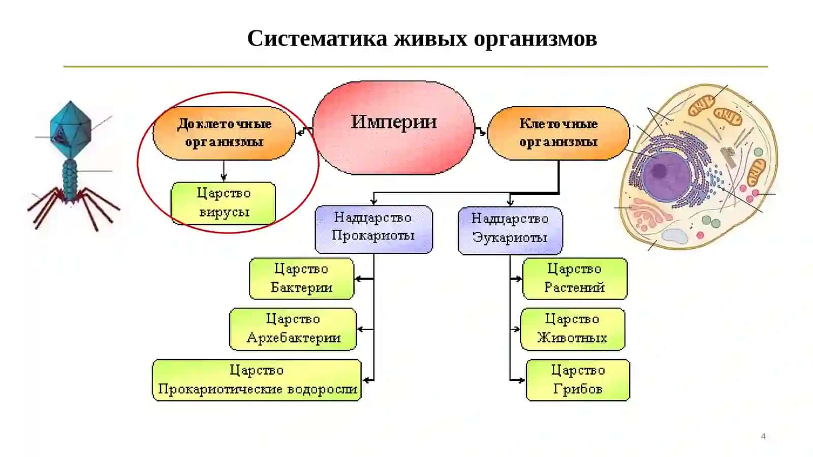 Введение в цитологию 4