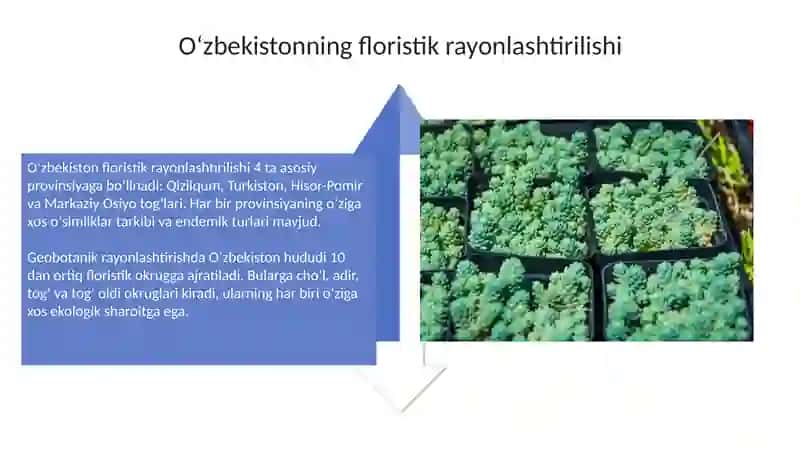 O'zbekiston o'simliklarini floristika va tik mintaqalar bo'ylab taqsimlanishi 4