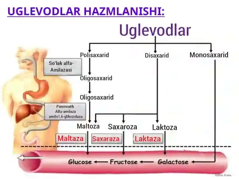 Uglevod turlari va funksiyasi 4