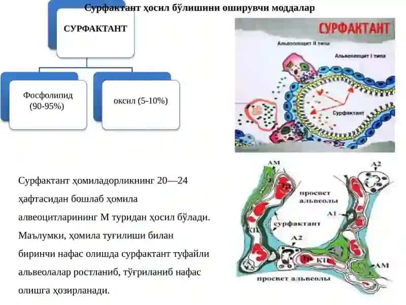 Нафас тизими фаолиятига таъсир этувчи дори воситалари 4