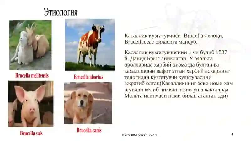 Брутцеллёзкасаллиги 4