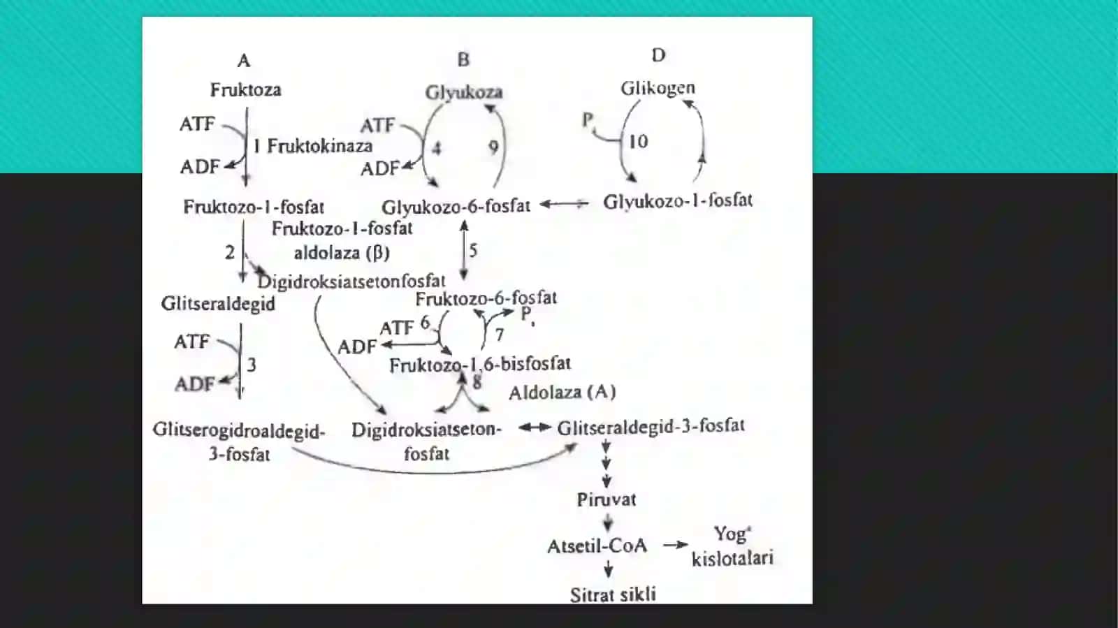 Fruktoza va galaktoza almashinuvi. Glyukoza gomeostazi 4
