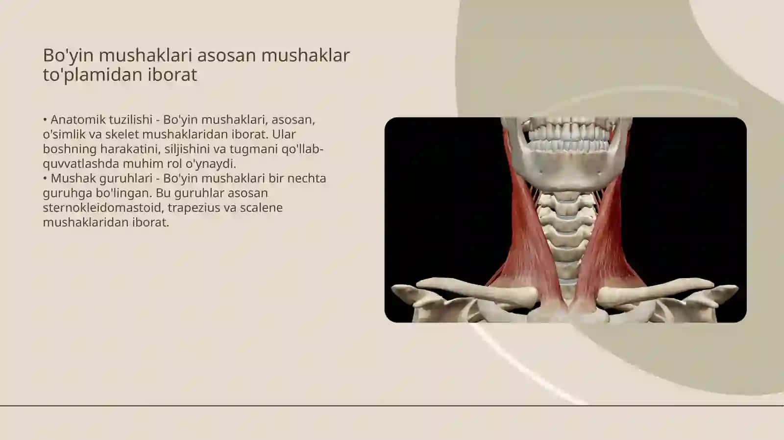 Bo'yin mushaklari fiziologiyasi 4