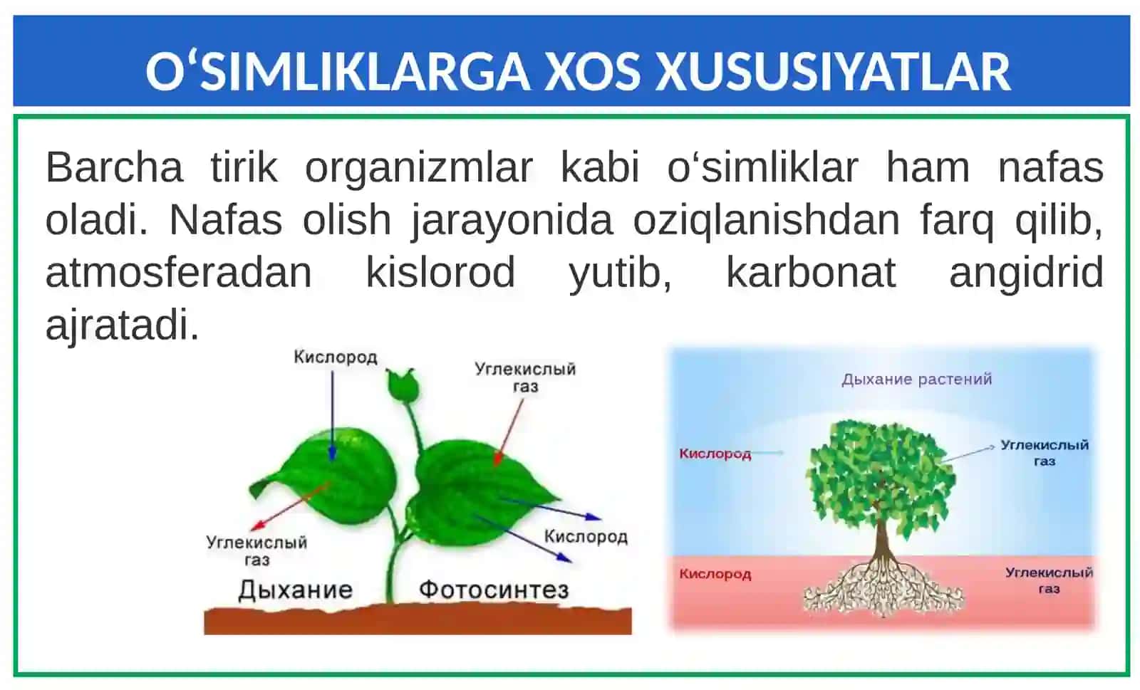 O'simlik dunyosining ekotizimdagi ahamiyatiTDPU Nizomova Sitora ibrohim qizi 4